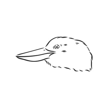 recommend clip art: black outlined kookaburra bird-vector drawing, kookaburra vector sketch illustration on white background