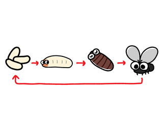 ハエの成長サイクルの図