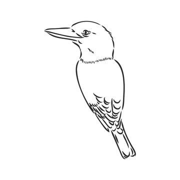 recommend clip art: black outlined kookaburra bird-vector drawing, kookaburra vector sketch illustration on white background