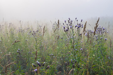 Wildflowers on a foggy morning. Blooming plume thistles (Cirsium). A meadow overgrown with grass and thistle. Morning fog. Summer nature in the countryside. Soft focus. Close-up. Natural background.