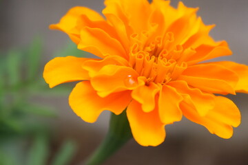 マリーゴールド