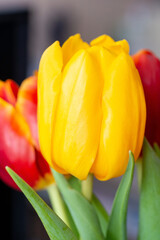 Naklejka premium Yellow tulip close-up on a blurred background. 