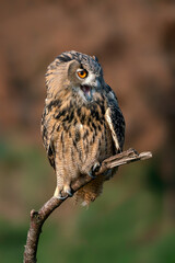 Eurasian Eagle owl (Bubo bubo) on a branch. Gelderland in the Netherlands.