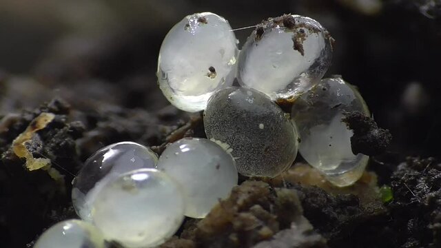 Schneckeneier, Embryos bei der Entwicklung und Bewegung