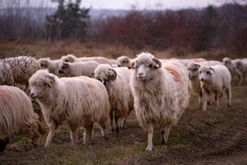 Obraz na płótnie Canvas flock of sheep, lambs and rams on the road. farm animals on the hill
