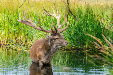 Red deer (Cervus elaphus) after rubbing the antlers on branches, velvet is falling off. Standing in a pool. National Park Hoge Veluwe in the Netherlands. Forest in the background.