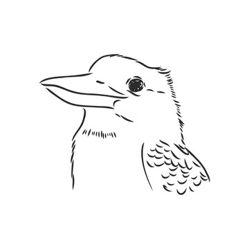 recommend clip art: black outlined kookaburra bird-vector drawing, kookaburra vector sketch illustration on white background