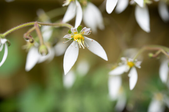 ユキノシタの花のマクロ写真／Saxifraga stolonifera Curtis[