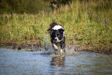 Border collie is jumping into the water. He loves water and he jump for stick.