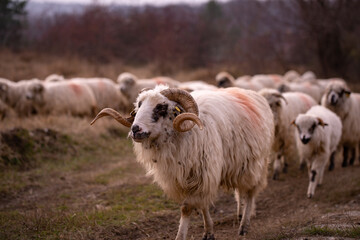 flock of sheep, lambs and rams on the road. farm animals on the hill