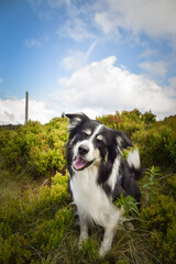 Border collie is sitting in the grass. He is so crazy dog on trip.