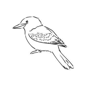 recommend clip art: black outlined kookaburra bird-vector drawing, kookaburra vector sketch illustration on white background