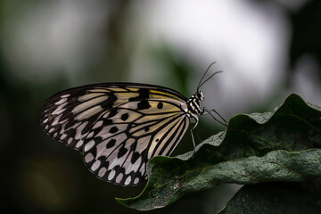 Fototapeta na wymiar Beautiful The Paper Kite, Rice Paper, or Large Tree Nymph tropical butterfly (Idea Leuconoe) on a leaf. Blurry green background. Presious tropical butterfly with a hint of yellow to the wings.