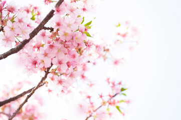 河津桜　満開