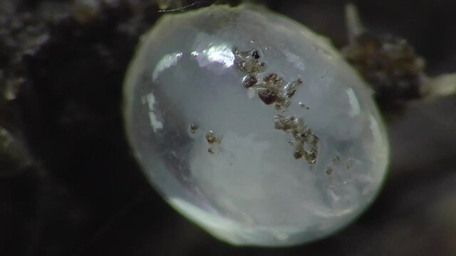 Schneckeneier, Embryos bei der Entwicklung und Bewegung