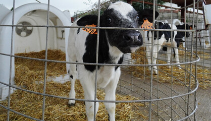 vacas en granjas de cantabria