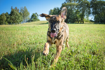 puppy of german shepherd, who is running in meadow. He is so happy.