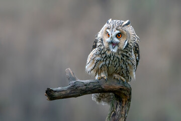 Beautiful The long-eared owls (Asio otus) on a branch in the forest of Noord Brabant in the Netherlands. 