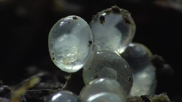 Schneckeneier, Embryos bei der Entwicklung und Bewegung