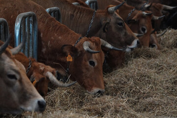 vacas en granjas de cantabria