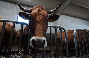 vacas en granjas de cantabria
