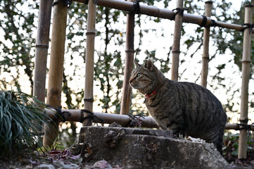 唐松山の地域猫