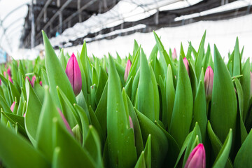 Pink ulips, flowers, greenhouse. Beautiful tulips blooming in the greenhouse. Floral background