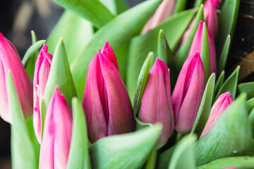 Bouquet of pink tulips close-up, a beautiful bouquet of tulips on the background of nature. Spring landscape. Floral background