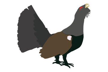 Western capercaillie (Tetrao urogallus), Eurasian capercaillie, wood grouse, heather cock - color