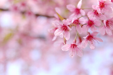 Cherry blossom flower, pink flowers for background