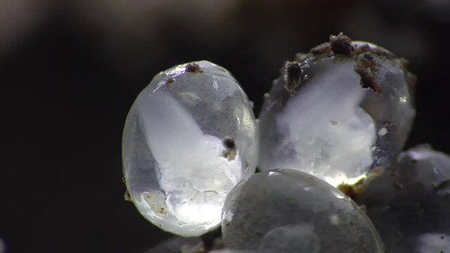 Schneckeneier, Embryos bei der Entwicklung und Bewegung