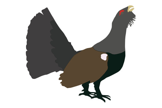 recommend clip art: Western capercaillie (Tetrao urogallus), Eurasian capercaillie, wood grouse, heather cock - color