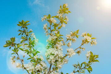 branches and flowers of cherry blossoms against a blue sky. natural background. Blooming plant branches in spring warm bright sunny day. White tender flowers background. Spring symbol. toned