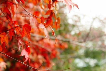 Red Maple Leaves for Background