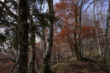 紅葉シーズンの三頭山