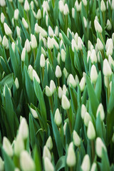 White tulips, flowers, greenhouse. Beautiful tulips blooming in the greenhouse. Floral background