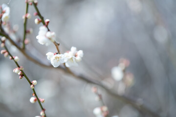 咲き始めた白梅の花