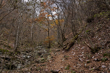 Obraz premium 紅葉シーズンの三頭山