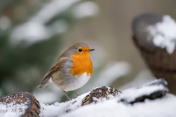 Beautiful European Robin (Erithacus rubecula) on a tree  trunk covered with snow in the forest of Overijssel in the Netherlands. 