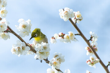 食事中のメジロと梅の花