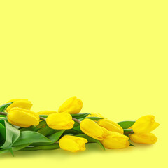Obraz premium spring flowers, yellow tulips with water drops on the petals