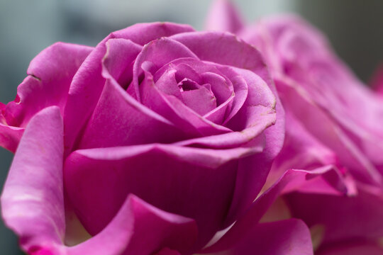 Pink Rose Flower with shallow depth of field and focus the center of rose flower