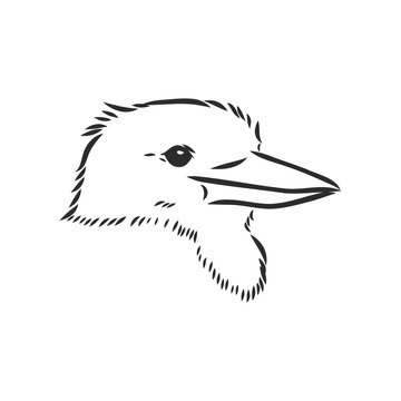 recommend clip art: black outlined kookaburra bird-vector drawing, kookaburra vector sketch illustration on white background