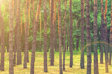 Early morning with sunrise in pine forest. Sunlight on trees in a pine forest at sunset. Summer nature landscape. toned
