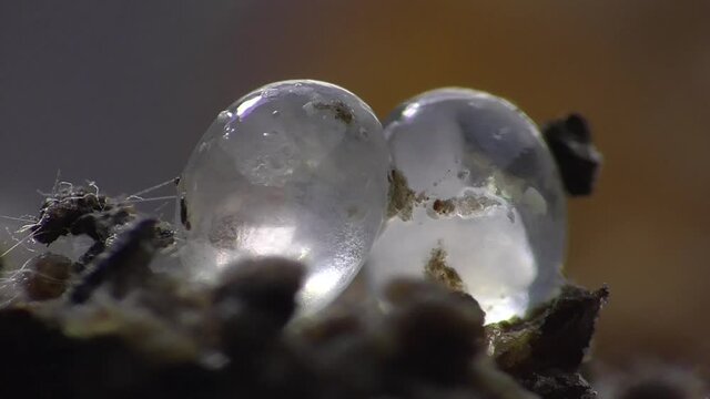 Schneckeneier, Embryos bei der Entwicklung und Bewegung