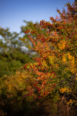 shrub of crataegus monogyna. hawthorn during ripening. natural medicinal plant in the autumn season