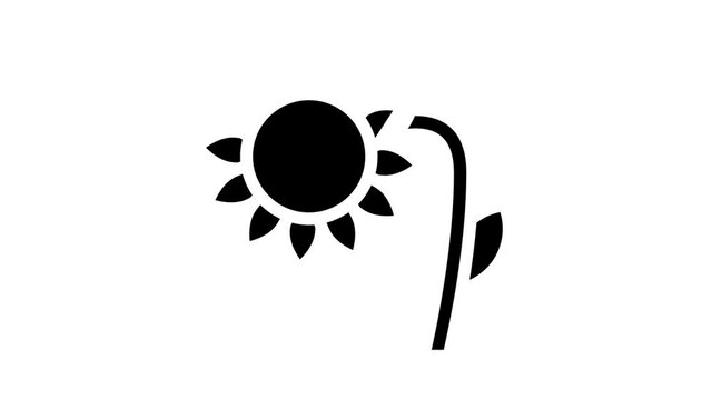 sunflower plant glyph icon animation