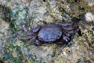 Petit crabe en gros plan sur un rocher à marée basse (Sant-Palais-sur-mer)