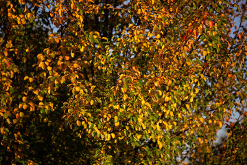 yellow leaves in the bush on the hill