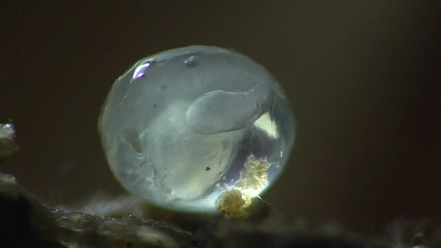 Schneckeneier, Embryos bei der Entwicklung und Bewegung